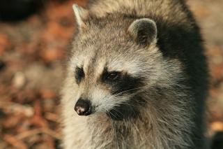 photo of a raccoon