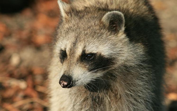 photo of a raccoon