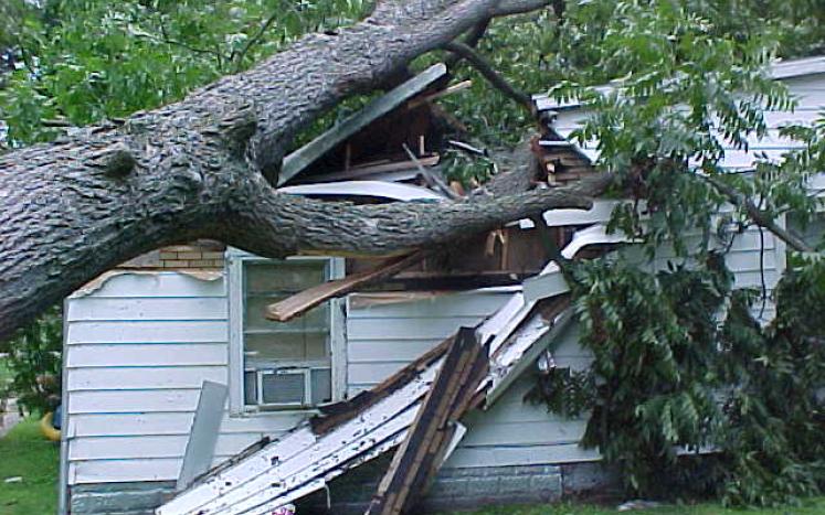 image of fallen tree on house